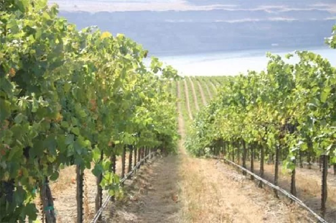 PC csepegtető cső Dynomac PC DN 16 mm 75 cm, 4 l/h, 400 m nyomás kompenzált ( föld alá is fektethető ) ( 105 Ft / m )