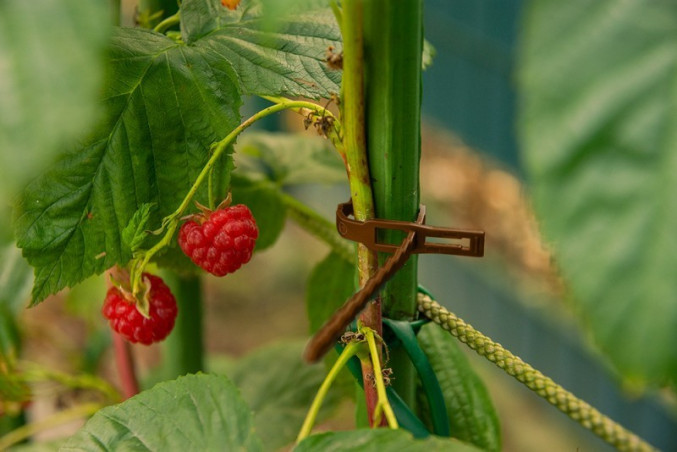 Oldható kötegelő növények rögzítéséhez 170/5,4mm zöld