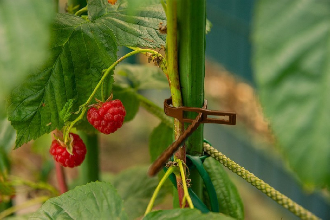 Oldható kötegelő növények rögzítéséhez 170/5,4mm zöld