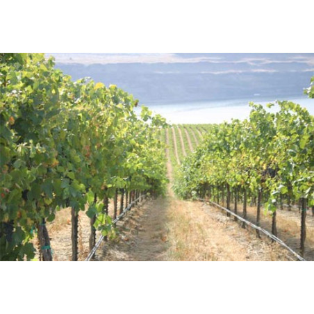 PC csepegtető cső Dynomac PC DN 16 mm 20 cm, 2 l/h, 50 m nyomás kompenzált ( föld alá is fektethető )